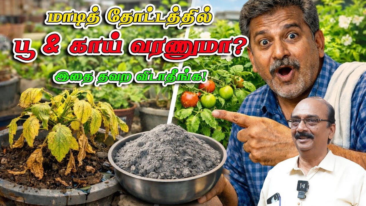 மாடித் தோட்டத்தில் பூ & காய் வரலையா? | சாம்பல் சத்து ரகசியம் | Terrace Gardening Tamil