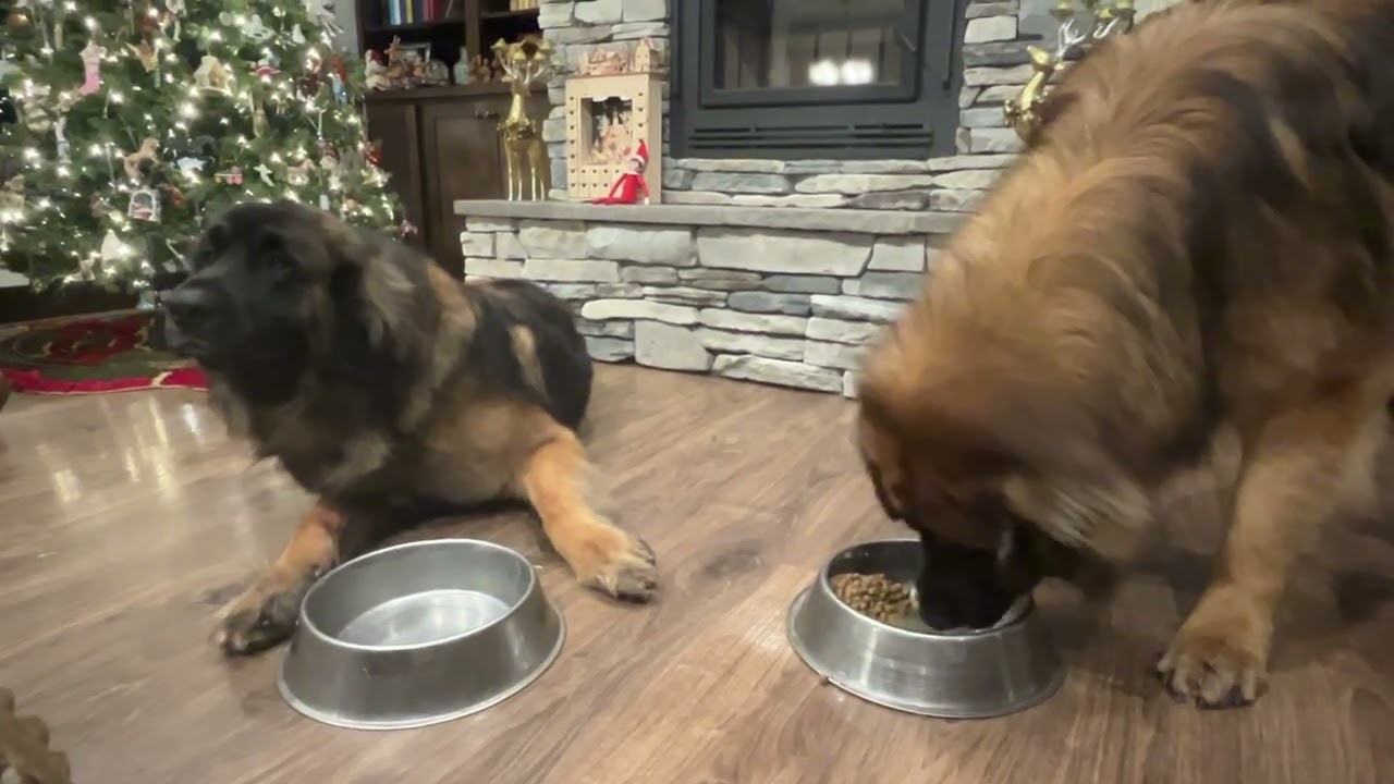 Dinner with Leonbergers Rocky and Odin