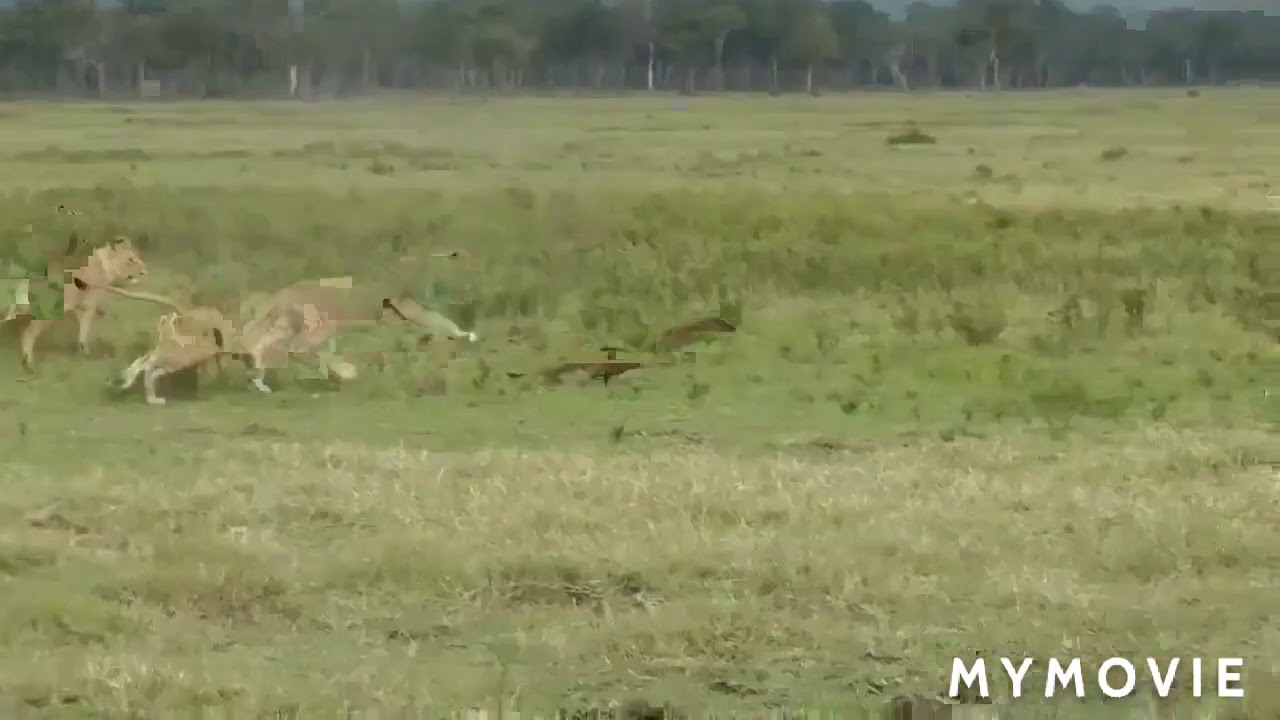 Mongoose vs lion