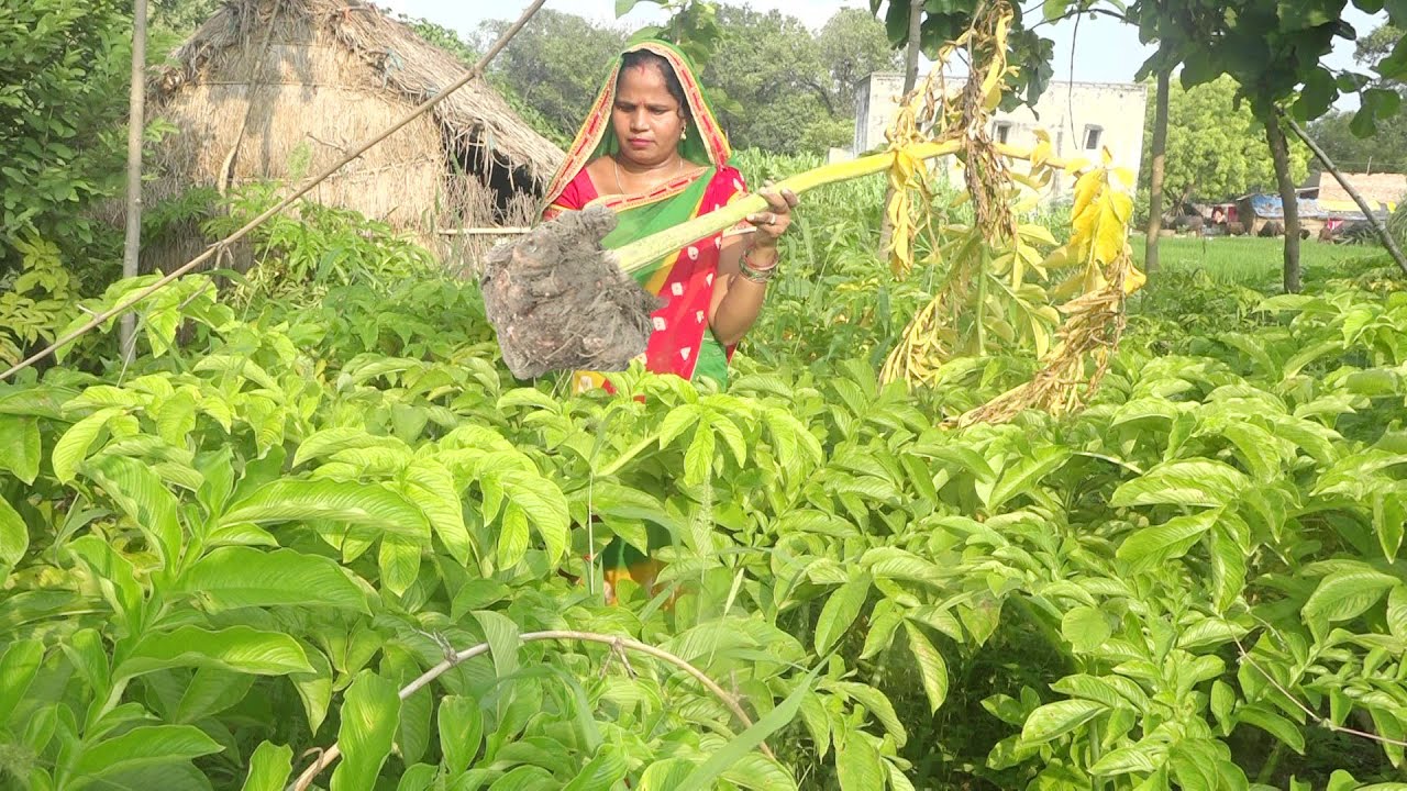 आचार तो बहोत खाया होगा सुरन का आचार इस तरीके से बनाये तो सारा आचार खाना भूल जाये  Suran Ka Achar