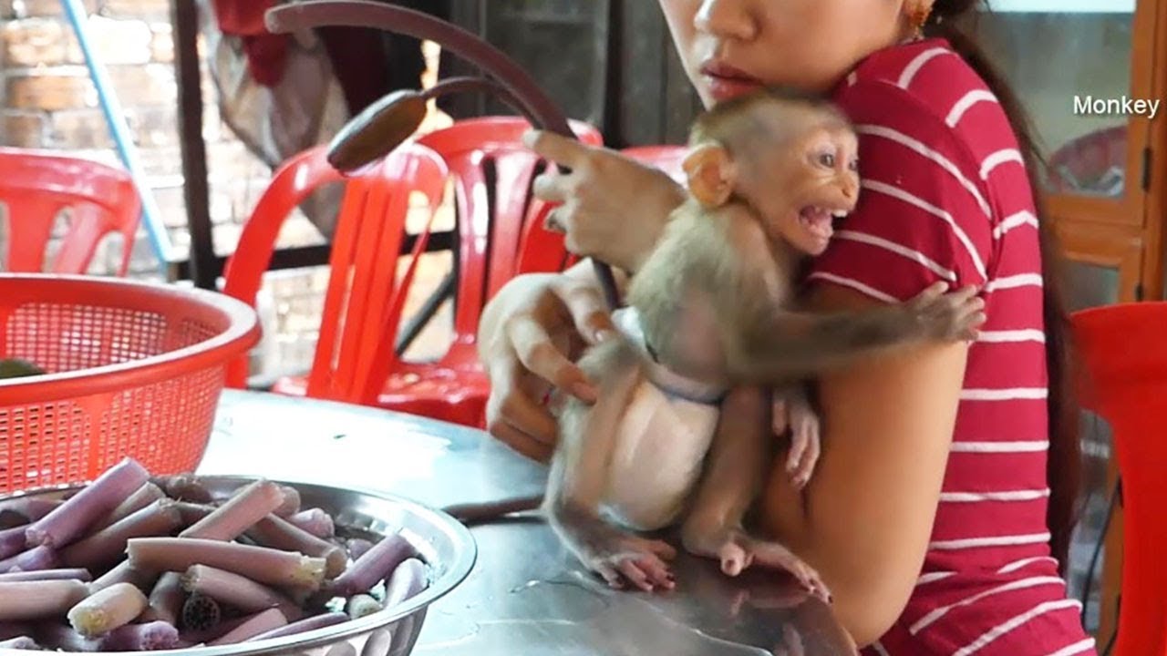 Monkey Baby Donal Cry Want To Sleep When Mom Cooking Food For Lunch