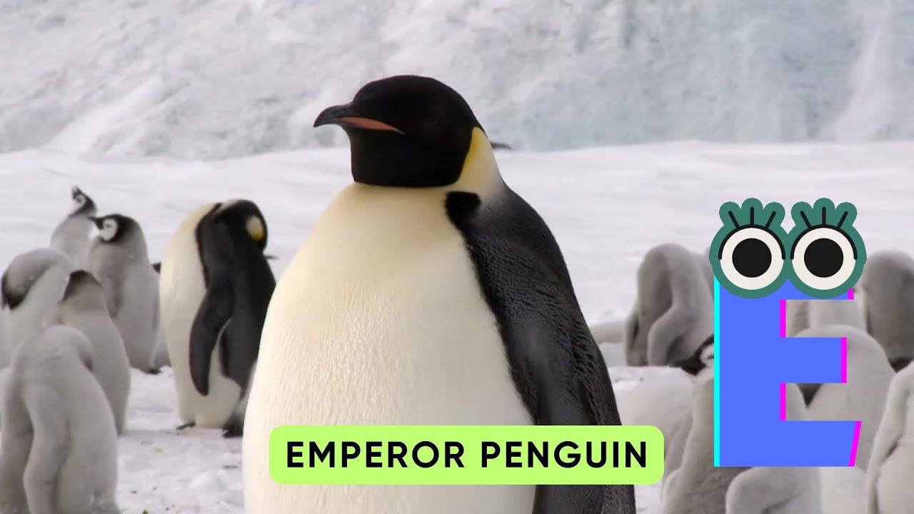 ABC Penguin Song | A to Z Animal Names | Real Animal ABC Song for Kids