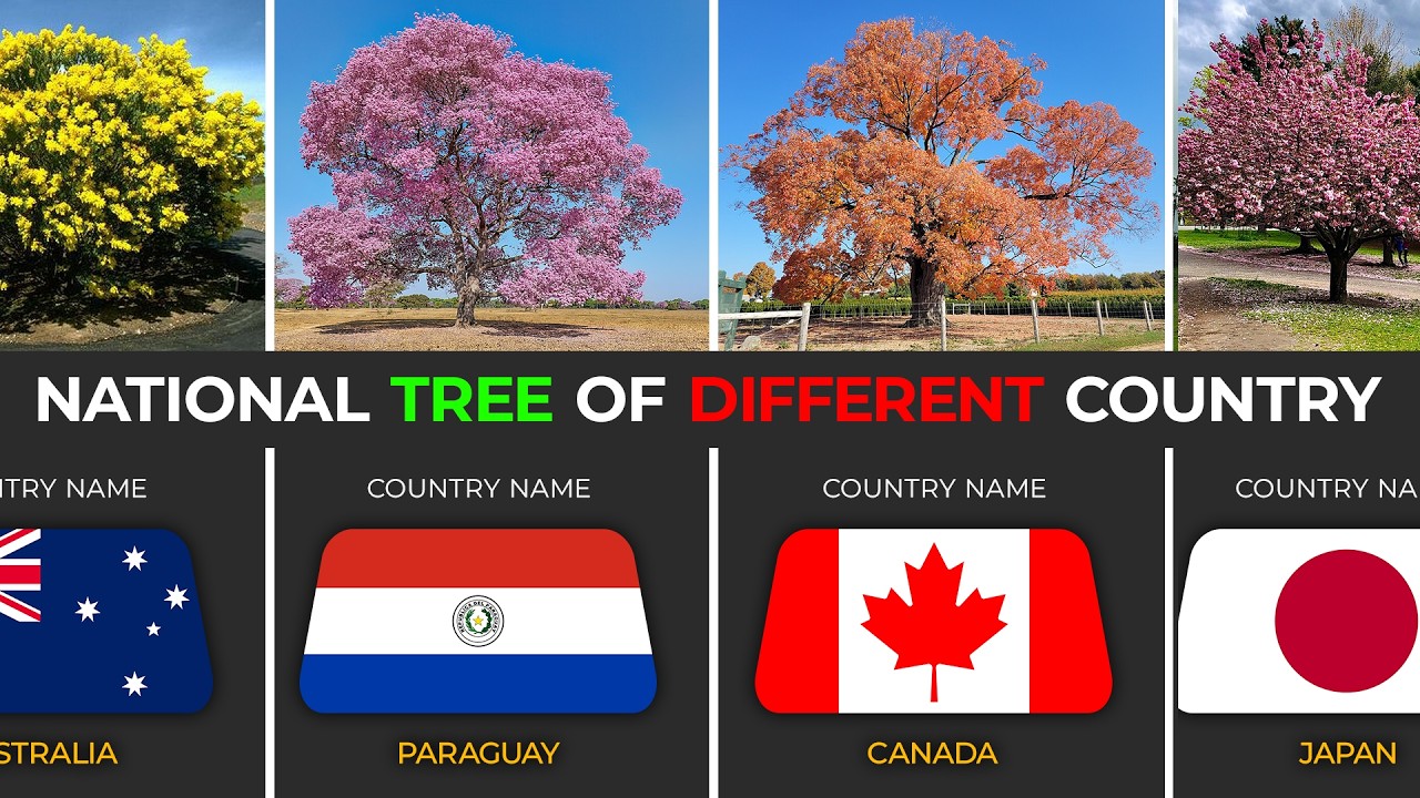 National Trees by Country 🌳| Country Tree Comparison | Ranked World