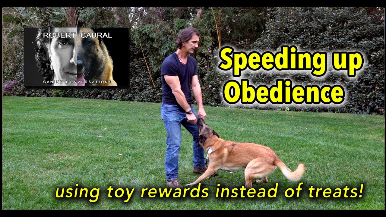 #16 Using Toys to Speed Up Obedience - Dog Training