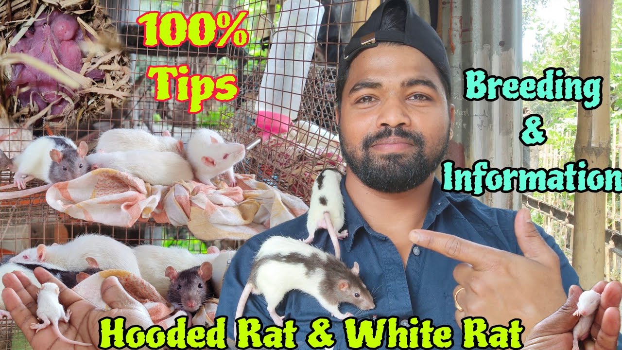 Hooded Rat & white rat breeding progress Rat breeding tips White Rat information Hooded rats as pets