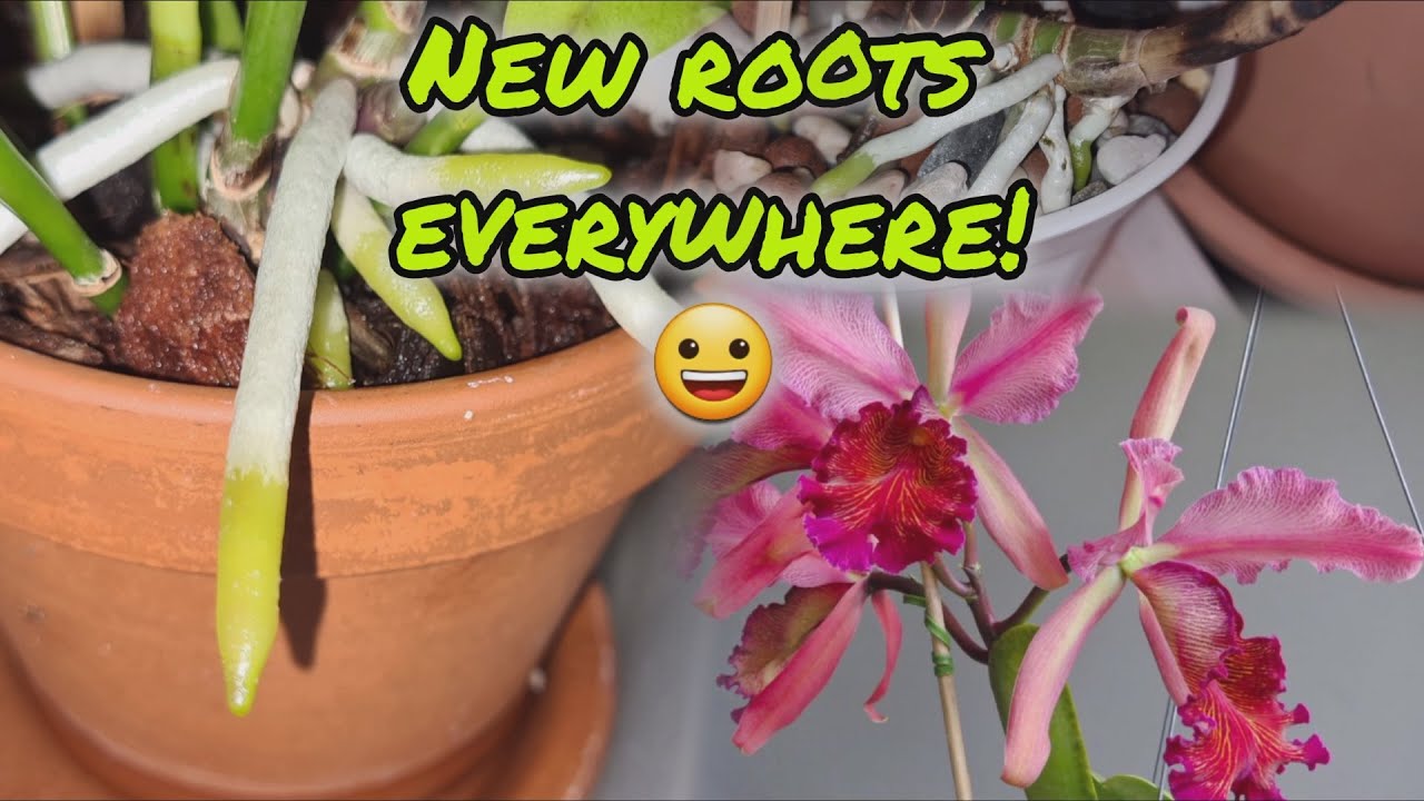 CATTLEYA ROOTS EVERYWHERE EMERGENCY ORCHID REPOTS AND CATTLEYA DOWIANA ROSITA UPDATE
