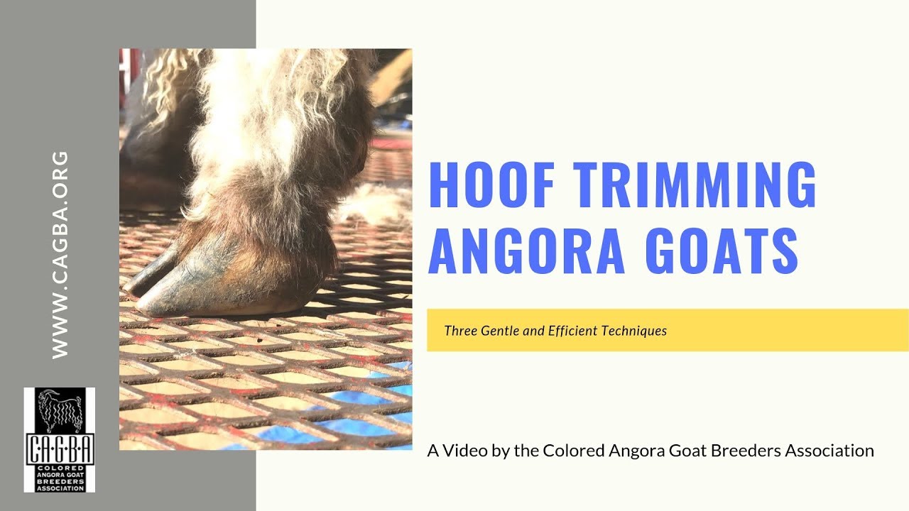 Hoof Trimming Goats | with Dr. Ellie Gregory | HOOF Anatomy, Trimming Techniques, and Upkeep