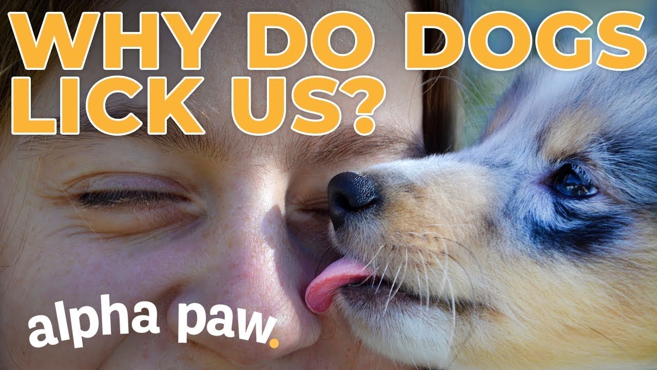 Why Do Dogs Lick Us?