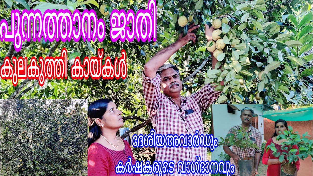 Punnathanam Jathy Better yeild# Antony Muniyara VIogs