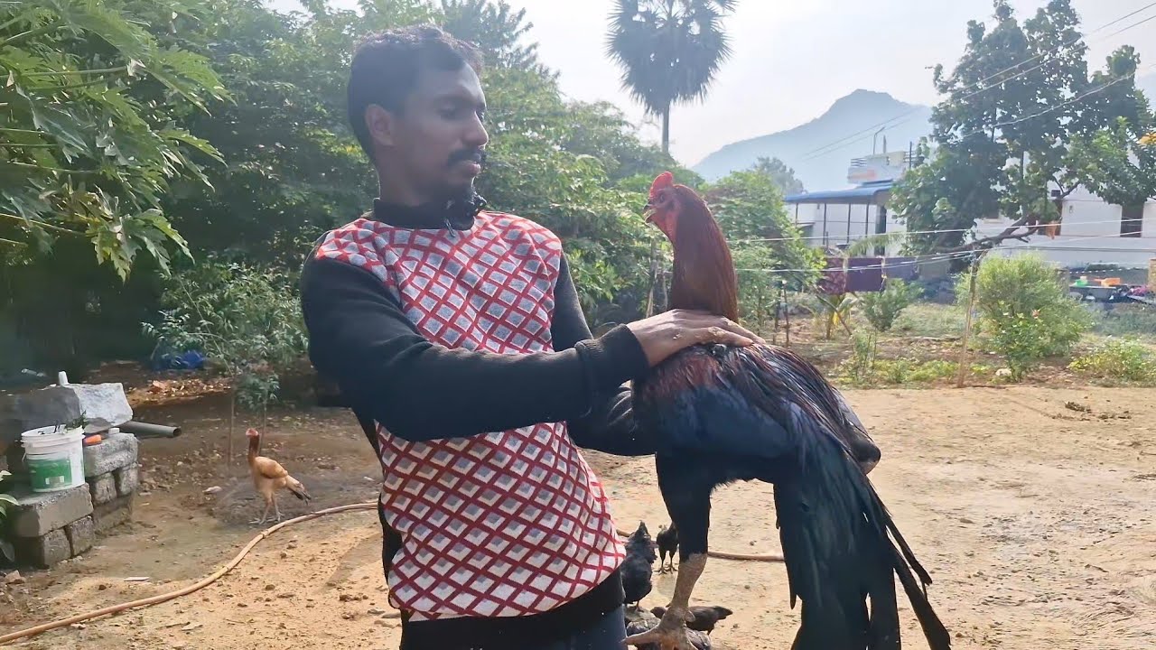 நல்ல பெருவடை லைனில் சேவல் குஞ்சுகள்  விற்பனைக்கு உள்ளது 