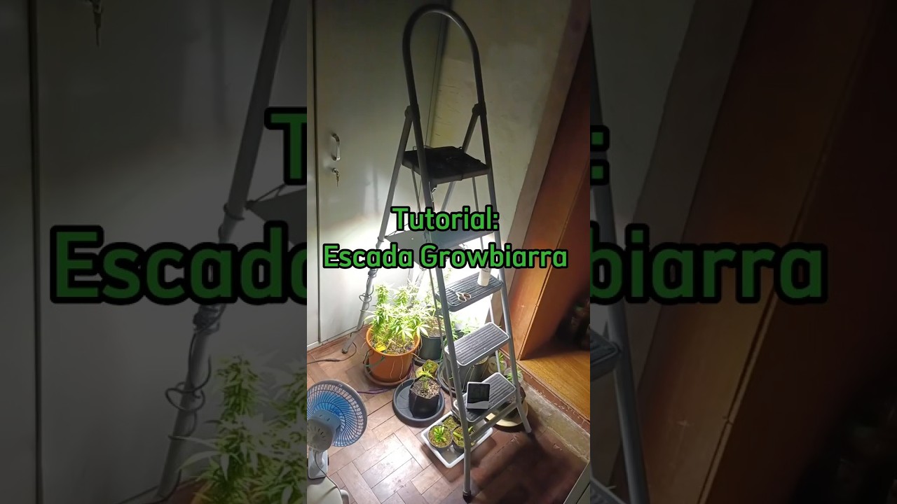 Tutorial Growbiarra