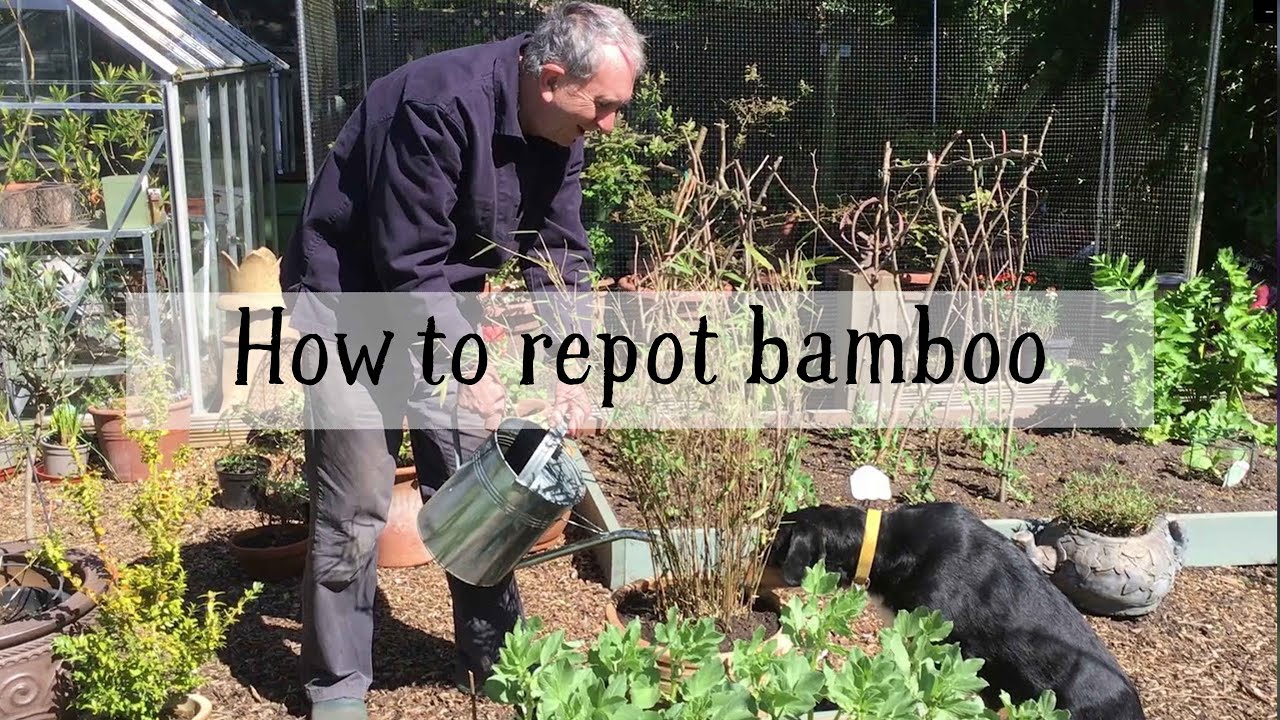 Divide and conquer: How to repot bamboo