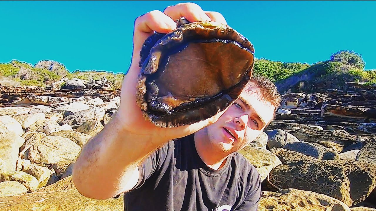 Freediving Sydney - Abalone and Sea Urchin Catch and Cook | Ep 42