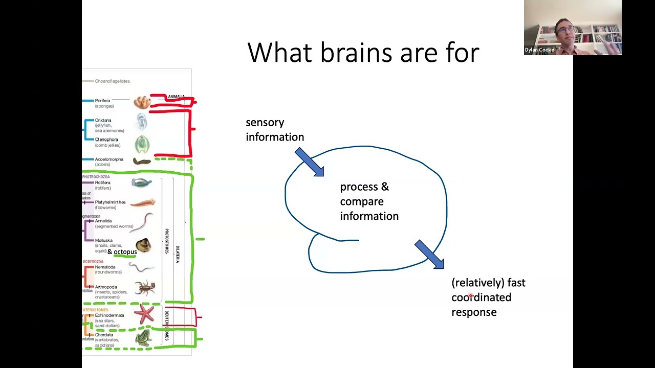 Café Scientifique:   Brain Mapping, Brain Function and Evolution