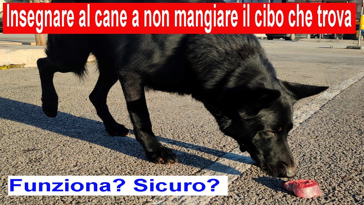 Si può insegnare al cane a non mangiare cibo che trova in giro?