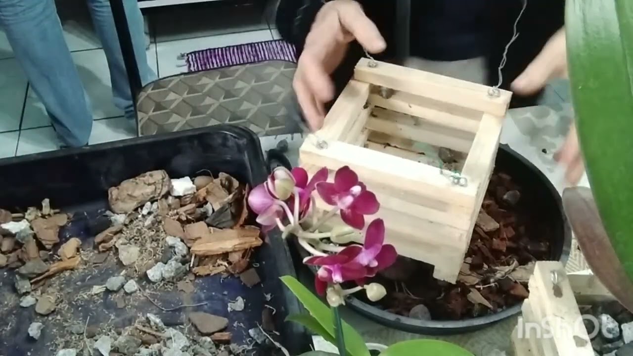 Como fazer fazer a felicidade das suas orquídeas replante no cachpo de madeira 🪵