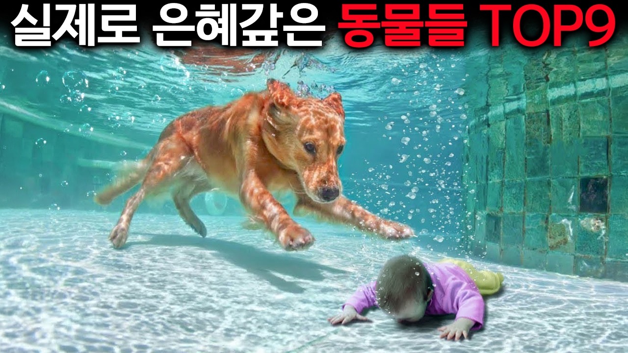 제가 찾았어요 주인님!