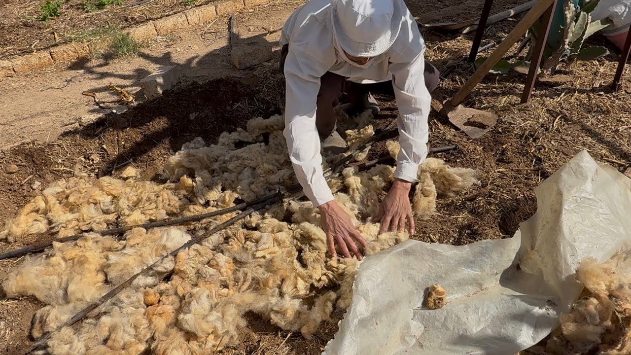الحلقة ٢٦٣ صوف الأغنام وعلاقته بالدراجون فروت Sheep wool and the success of DF