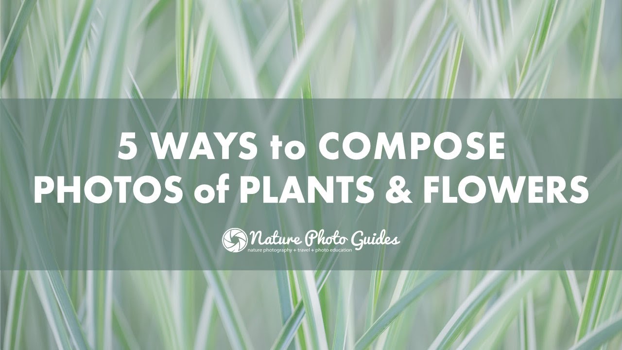 5 Ways to Compose Photographs of Plants and Flowers