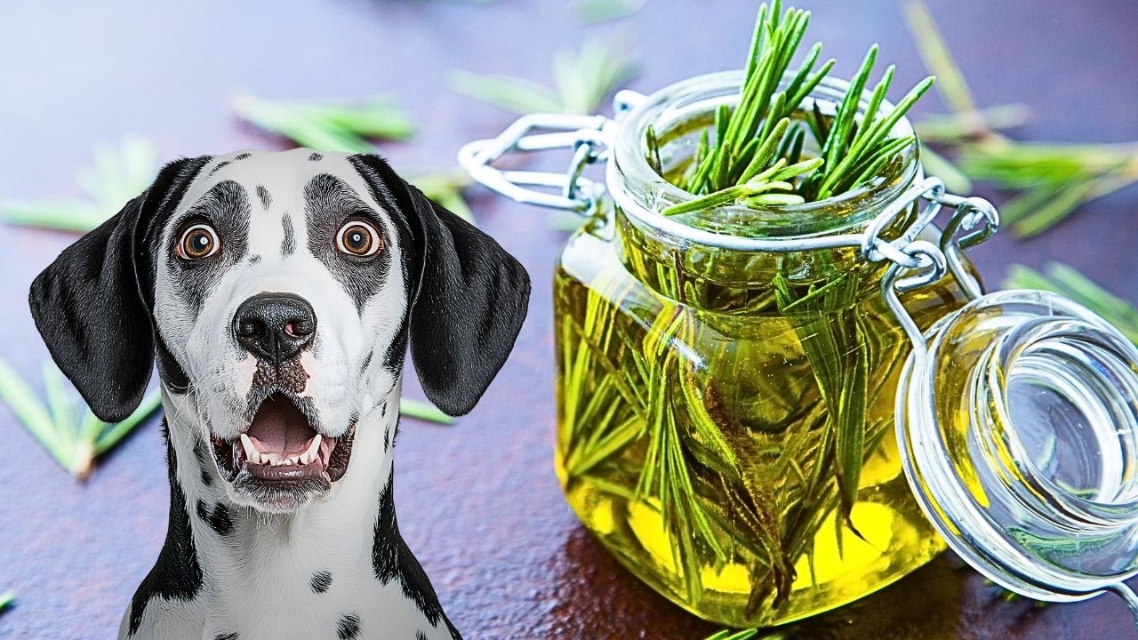 Descubra o PRODUTO MILAGROSO ANTI INFLAMATÓRIO PARA CÃES