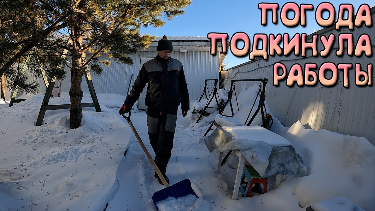 Дела житейские. Работа на участке. Жарим чалогач.