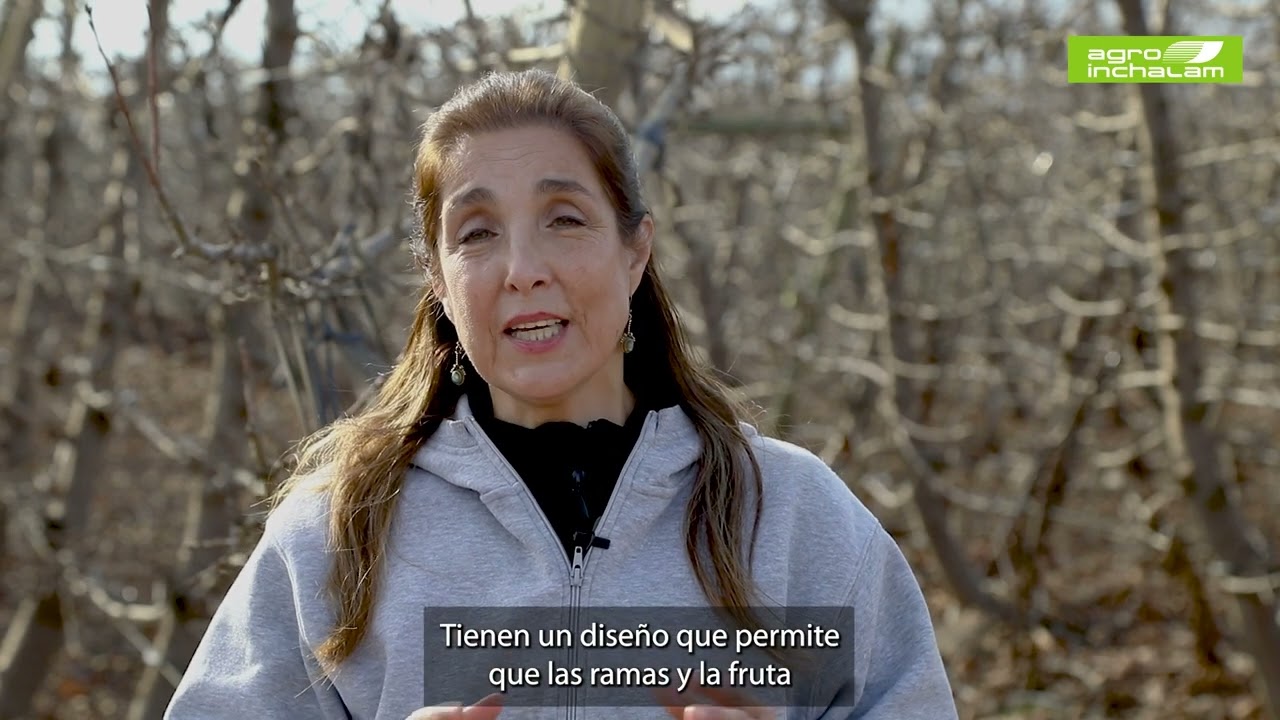 Sistema de conducción en cerezos V-trellis
