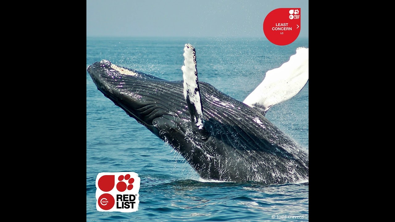 IUCN Red List @60 Campaign