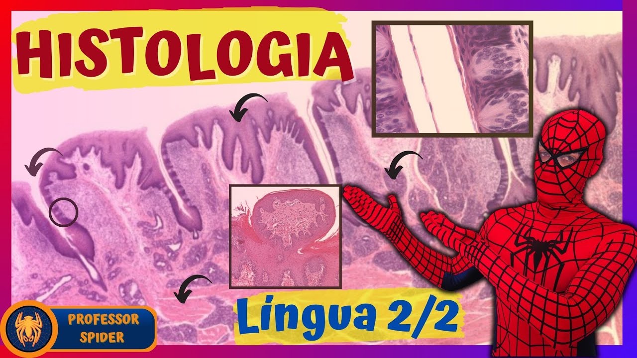 Aula prática Histologia do Sistema Digestório 2/12 | Histology Guide - Língua 2/2 (REUP)