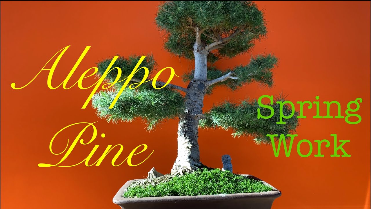 Bonsai - Aleppo Pines / Pinus Halepensis / Spring Work - pruning / April 2020