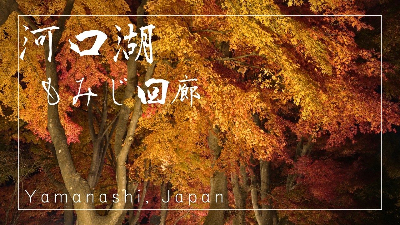 Serene Autumn Scenery – Kawaguchiko Momiji Corridor, Lake Kawaguchi (Yamanashi,Japan) | 河口湖もみじ回廊（山梨）