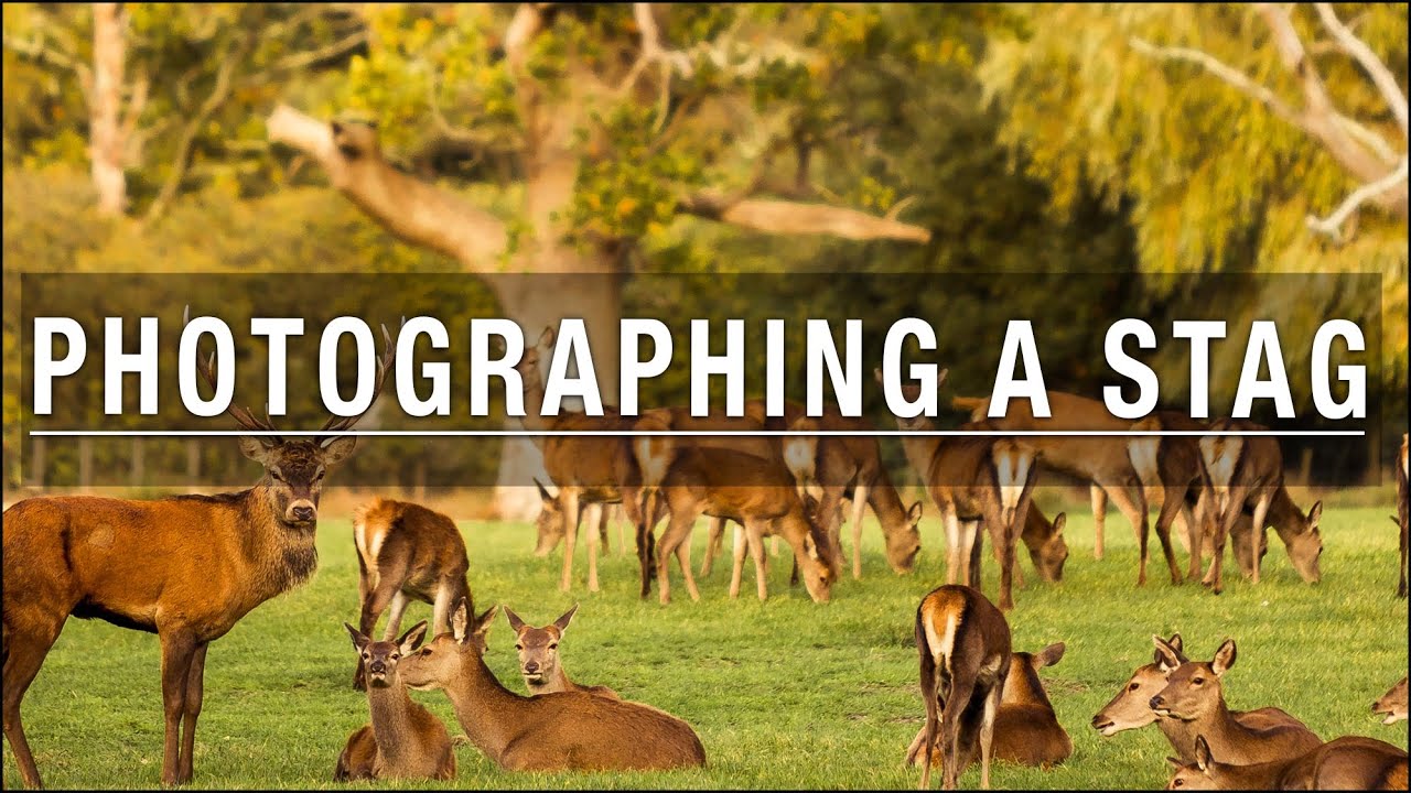 Photographing a Stag, limit your equipment, tea and a photography quiz! &ndash; Day 2