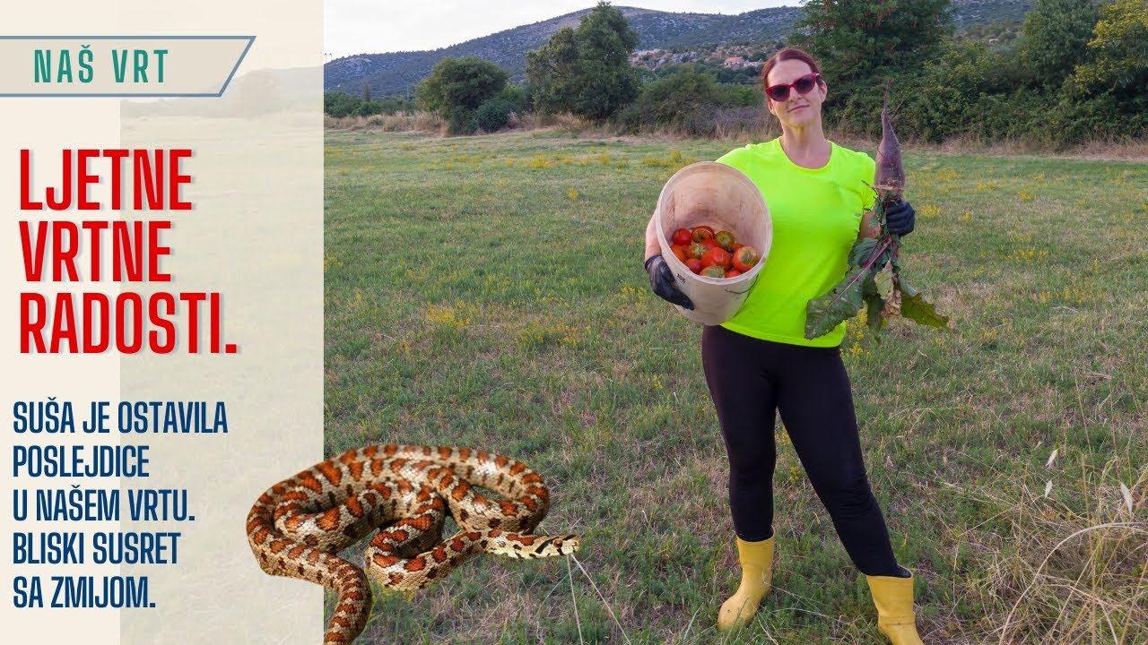 Ljetni izazovi u vrtu: Od suše do susreta sa zmijama, a plodova ne fali!