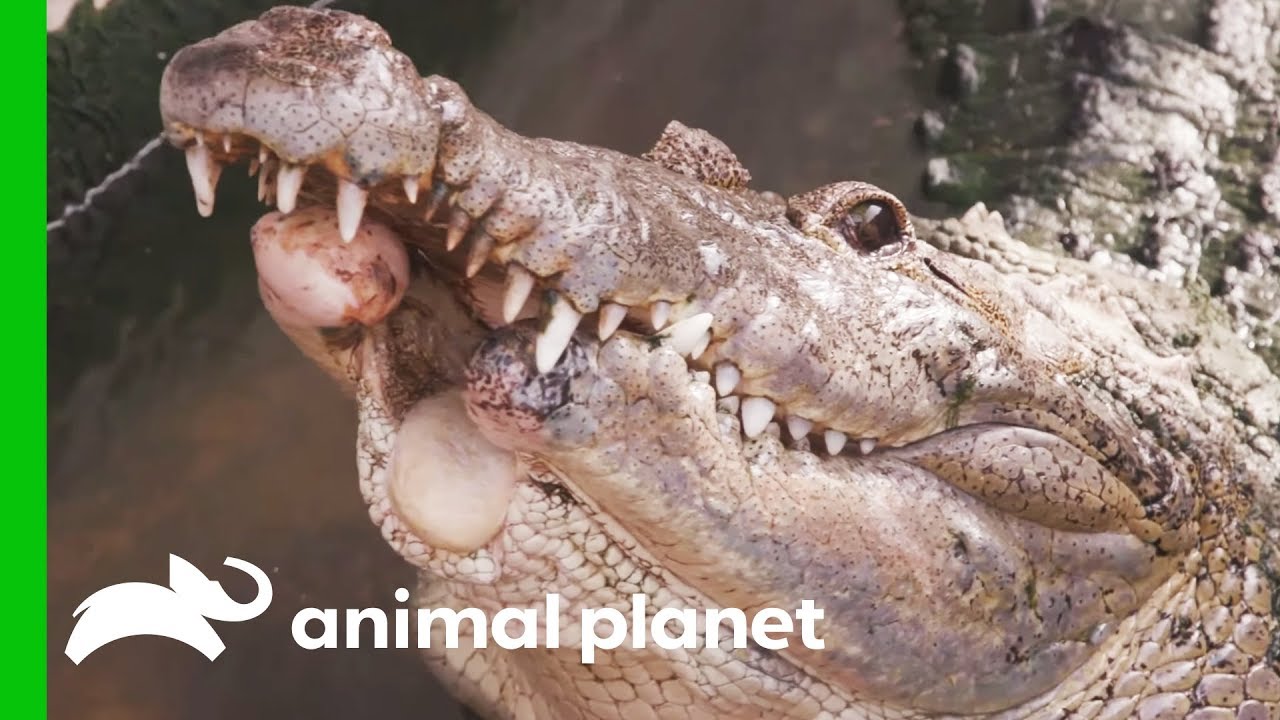 Croc’s Lower Jaw Destroyed After Being Hit By A Car | Evan Goes Wild: Passion and Purpose
