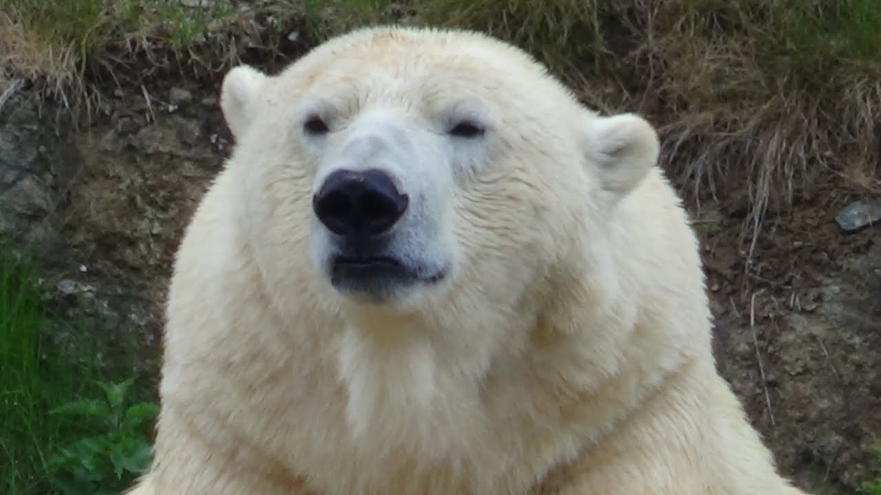 Walrus & Polar Bear @ PAIRI DAIZA (polar bear speaking walrus, polar bear's got a scratchy back)