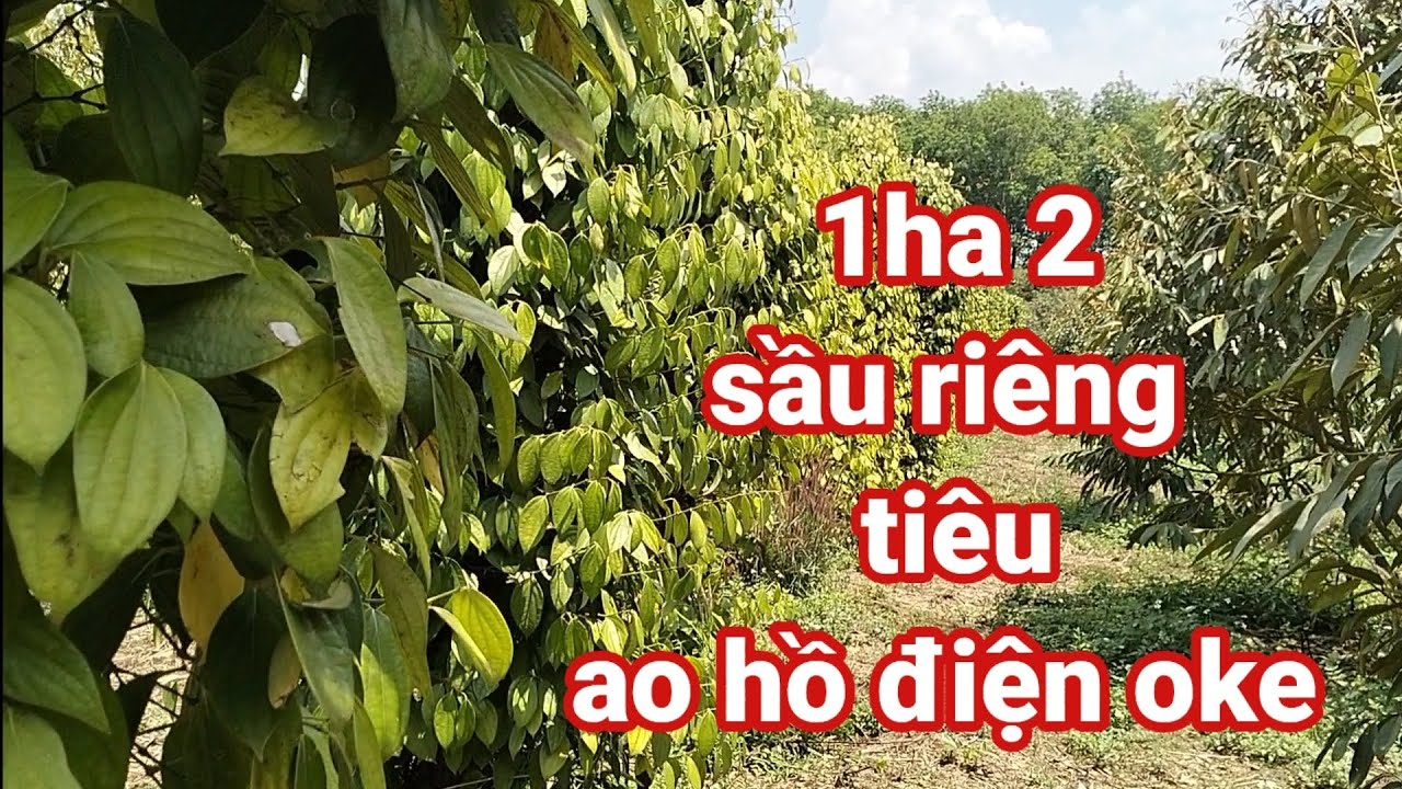1ha2 sầu riêng, tiêu. đất đỏ 3zan. khu dân cư giá bán 2 tỉ2 bao bìa.