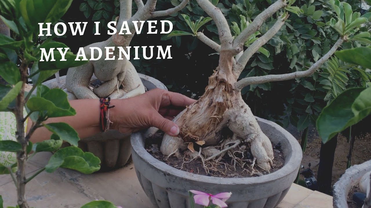 Lockdown Day 6 -  How I Saved My Adenium & Use of Liquid Manure for Adenium