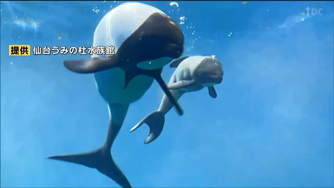 国内では2年ぶり仙台の水族館では初となる“イロワケイルカ”赤ちゃん誕生　国内7頭目に　仙台うみの杜水族館　