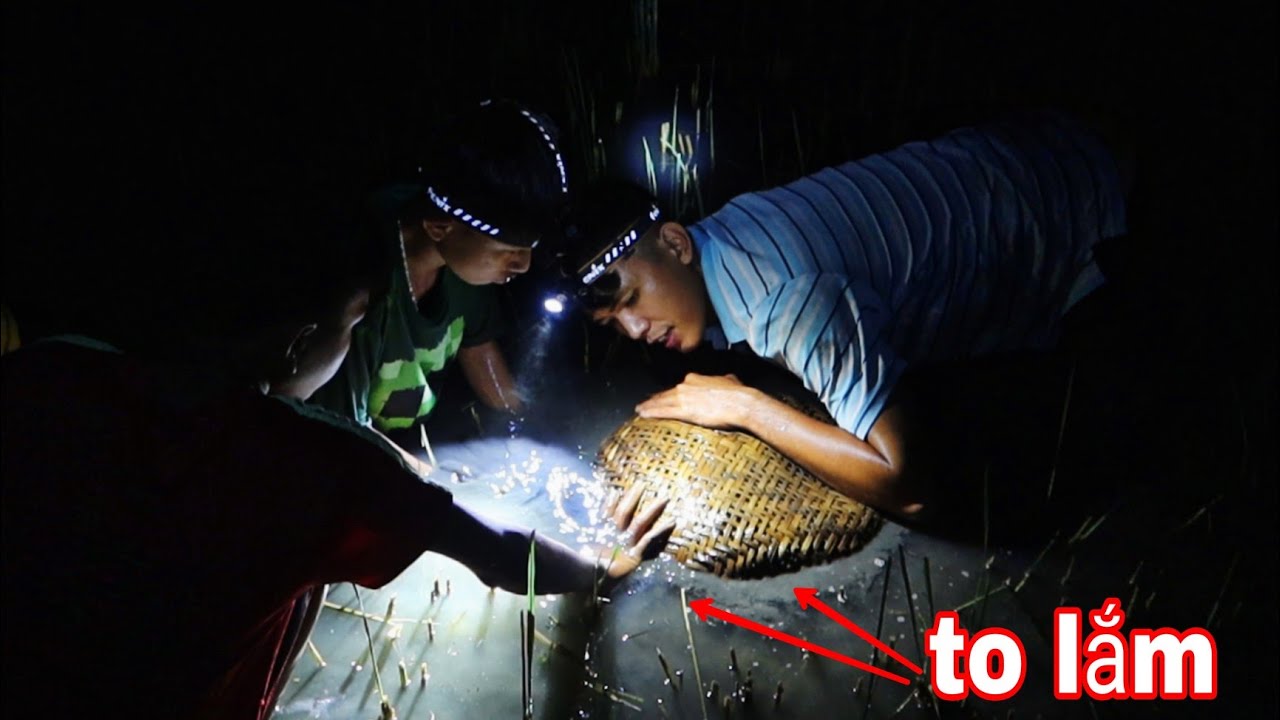 Cách Bắt Cá Lóc Kỳ Lạ Của Sang Vlog