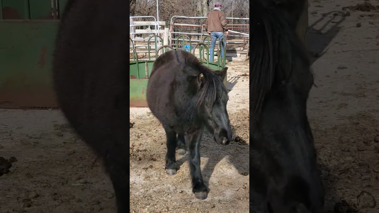 Ten hand ponies today