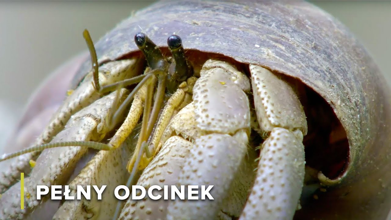 Tajemnice Rekinów Wielorybich w Wodach Wyspy Mafii | Podwodne Cuda Afryki 103