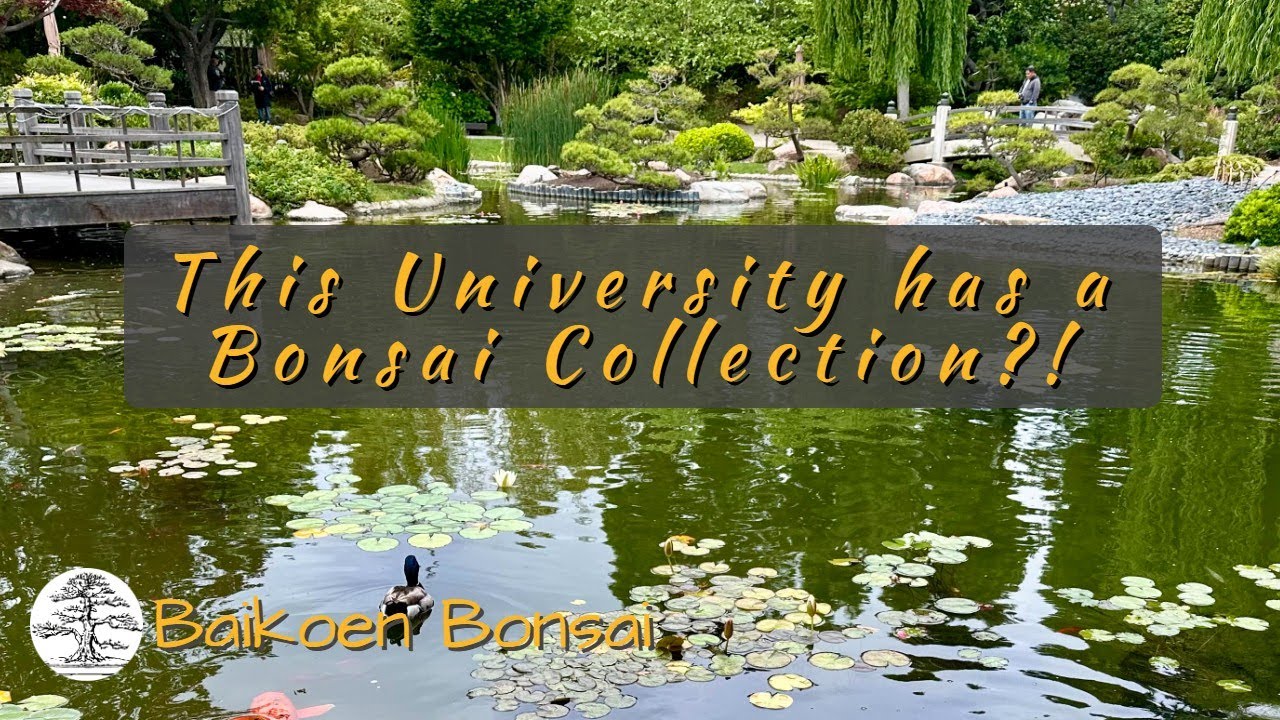 This University Has a Bonsai Collection?! | CSULB Japanese Garden