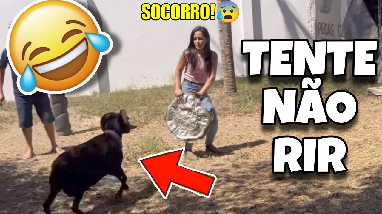 TENTE NÃO RIR: OS MELHORES VÍDEOS DA INTERNET #videosengracados #tentenaorir #humor #comedia #tiktok