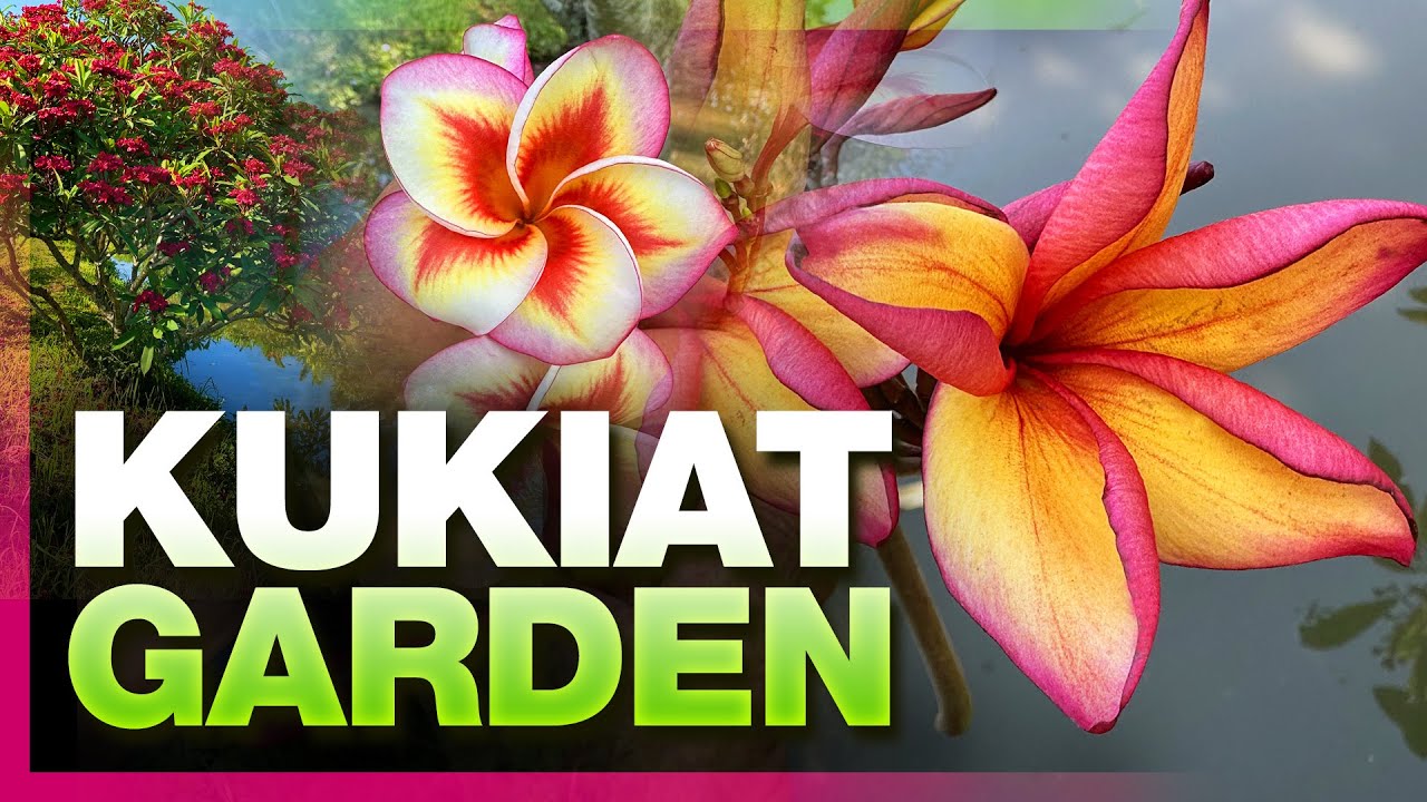 💚 AMAZING PLUMERIAS at the KUKIAT GARDEN 2024 💚  (English Version 🇬🇧) - #plumeriaflower #plumeria