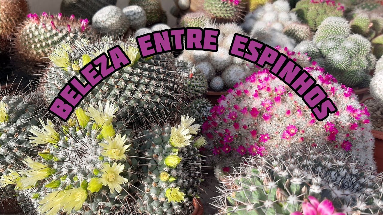 NÃO VEJA ESSE VÍDEO SE VOCÊ NÃO QUISER SE APAIXONAR POR CACTOS