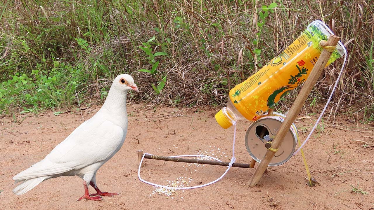 Creative Technique Pigeon Trap Using Bottle And Milk Cans - Easy Unique Bird Trap