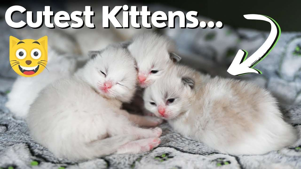 Ragdoll Kittens 2 Weeks Old 😻 So Cute!
