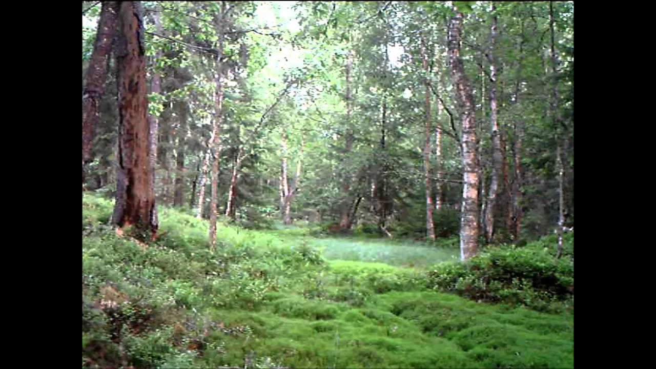 Trail camera Oskarshamn (5) - badger / das / gr&aelig;vling