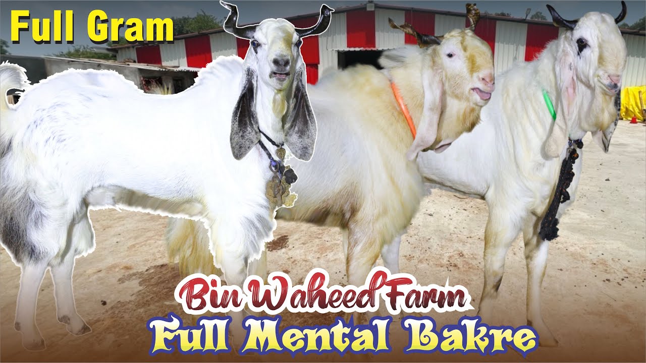 Full Mental Bakre At Bin Waheed Farm