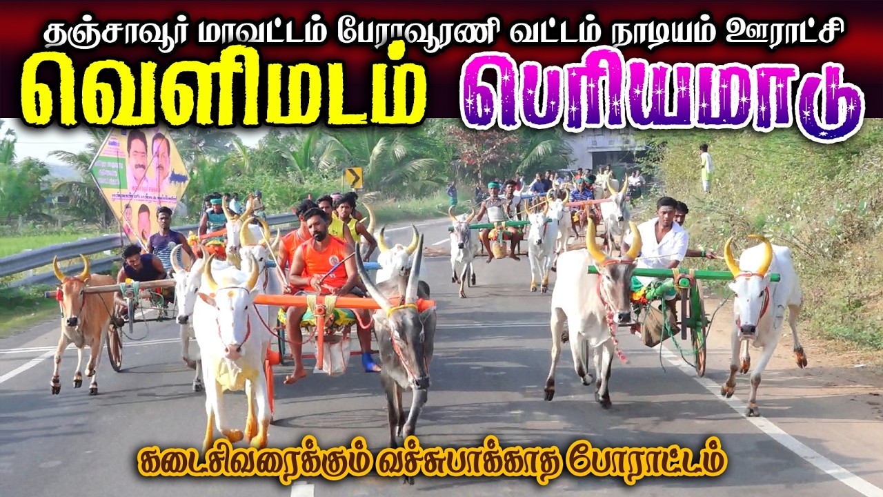 வெளிமடம் பெரியமாடு (14.02.2026) பந்தயம்  #perai_raj_digital #reklarace2026