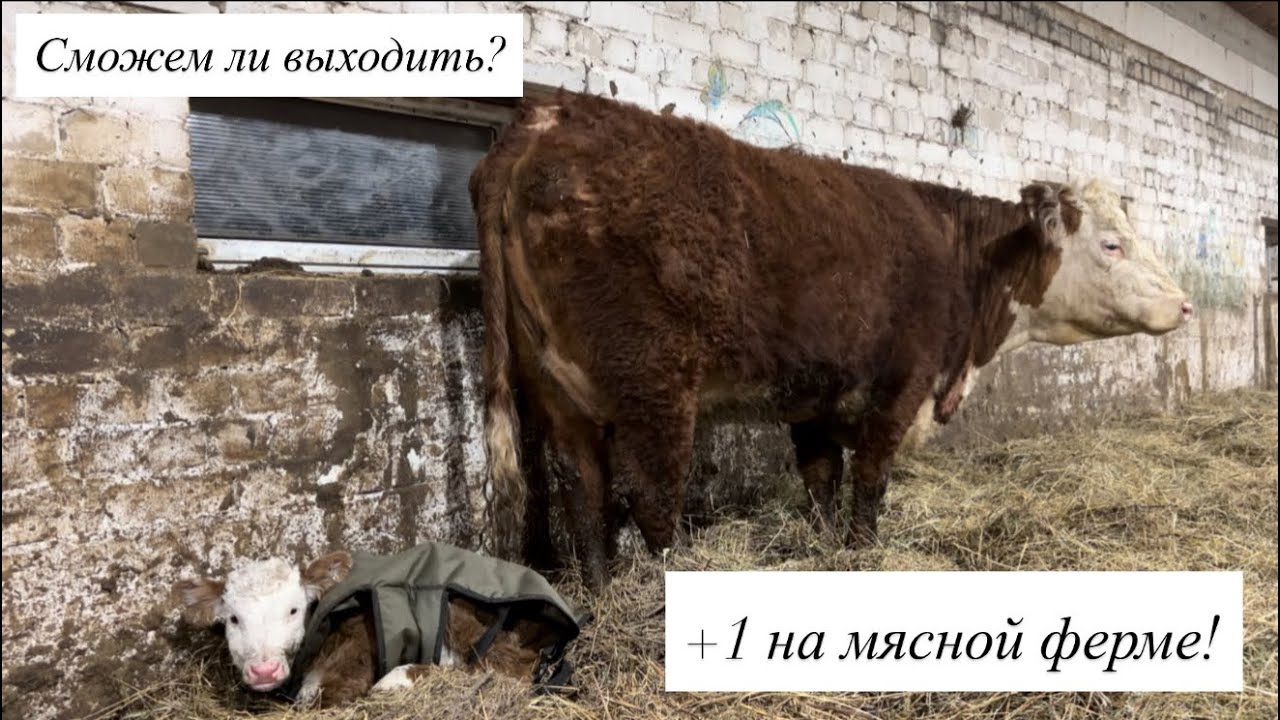 Неожиданное пополнение у Герефордов! Приручили буйную первотелку! Отгружаем сенаж! Ремонт дома!